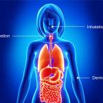 Bioaccessibility ©iStock.com/pixologicstudio