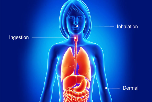 Bioaccessibility ©iStock.com/pixologicstudio