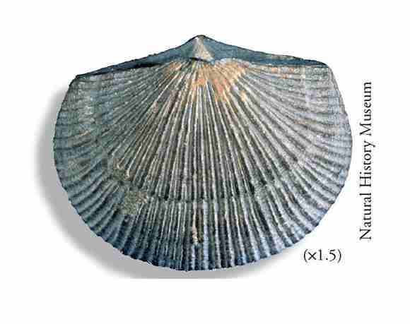 The Early Palaeozoic brachiopod Dolerorthis.