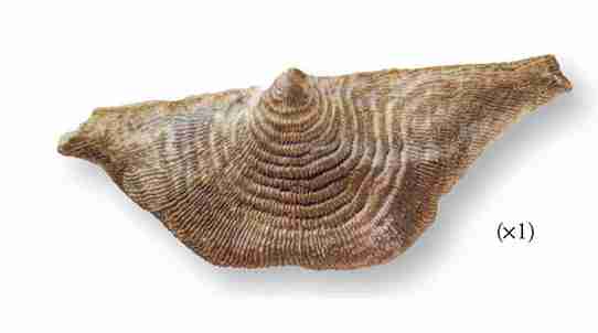 Leptanena depressa, J Sowerby, 1824.