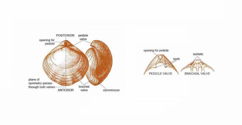 The main features of a brachiopod shell and hinge. Many brachiopods have their valves hinged together, typically by a pair of ventral teeth and dorsal sockets. The snugly fitting join between the two closed valves is called the commissure. The inner surface of the valves may bear various projections and depressions that reflect the location and form of organs or muscles that open and close the valves. The external surface may show various types of ornamentation including concentric growth lines, lamellae and wrinkles (rugae), ribs, folds, sulci and spines.