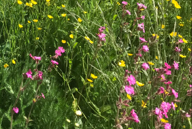 Wildflower meadow at BGS Keyworth campus