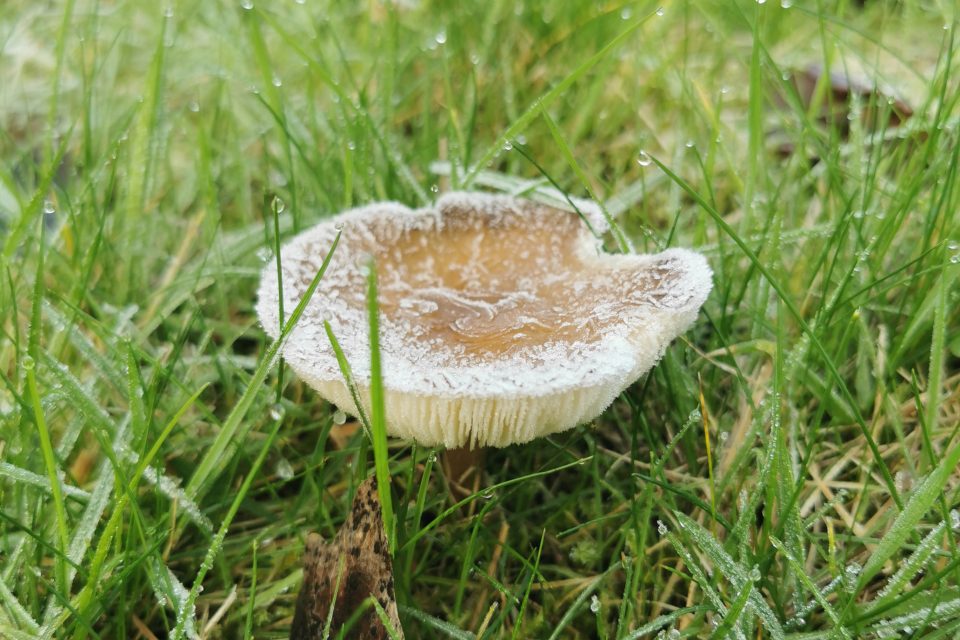 Alt text: a brownish beige field blewitt mushroom stands in grass. It is covered in a light dusting of frost. You can see its gills on the upturned cap.