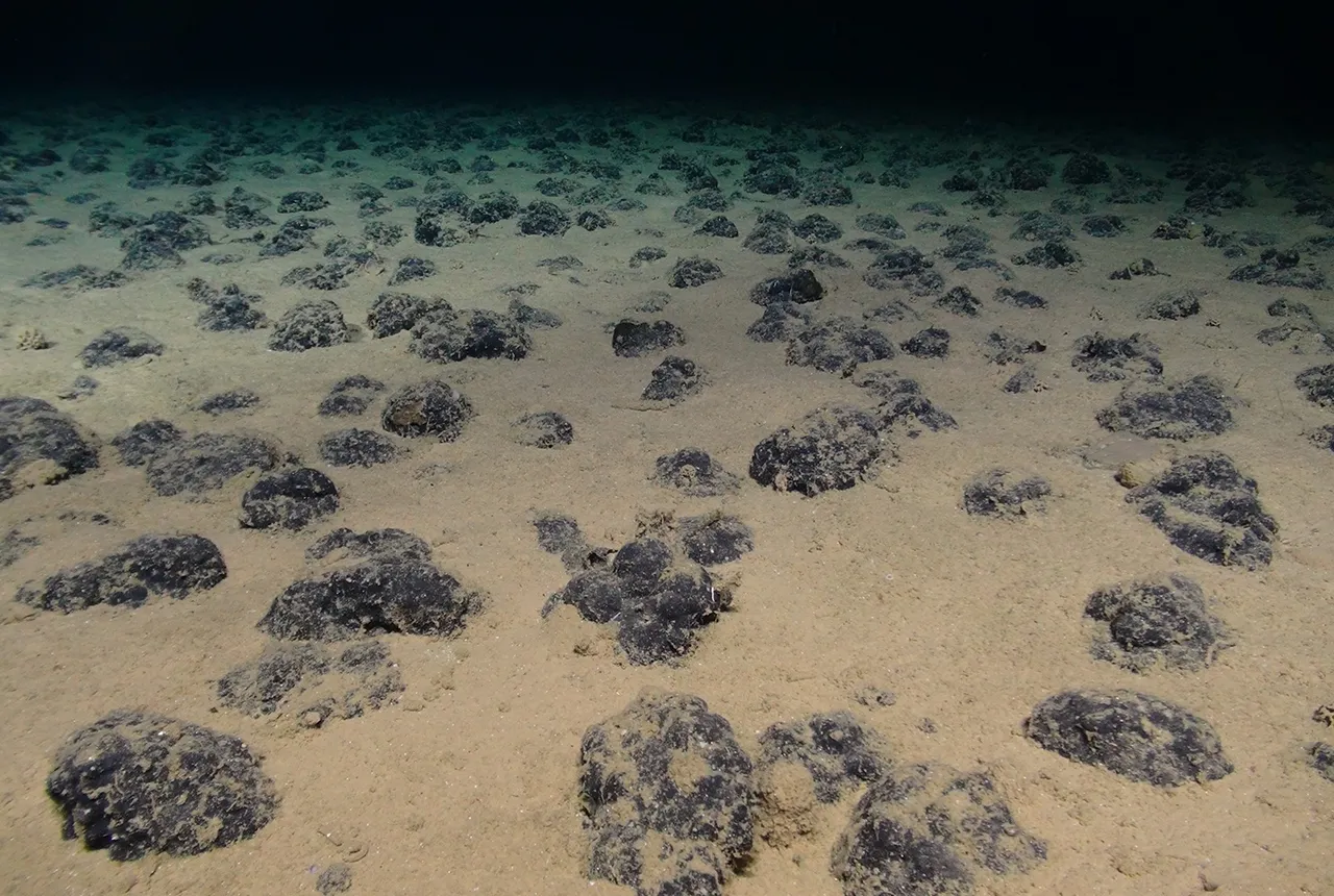 Nodule-covered seafloor in the Clarion-Clipperton Zone visited during the SMARTEX project. © NERC, SMARTEX Project, Isis ROV.